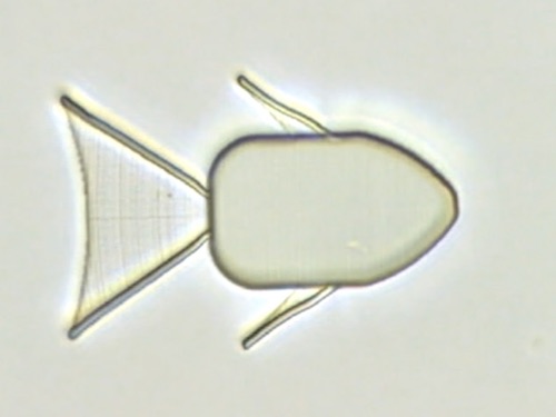 Microrobot per combattere il cancro