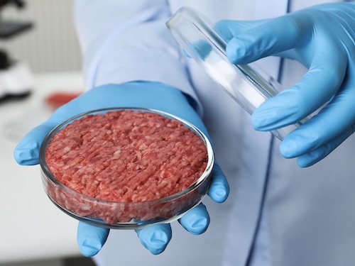 L’Italia vieta la produzione di carne coltivata