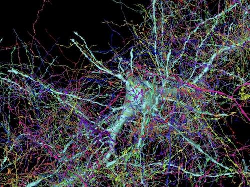 La più grande mappa 3D di un tessuto cerebrale