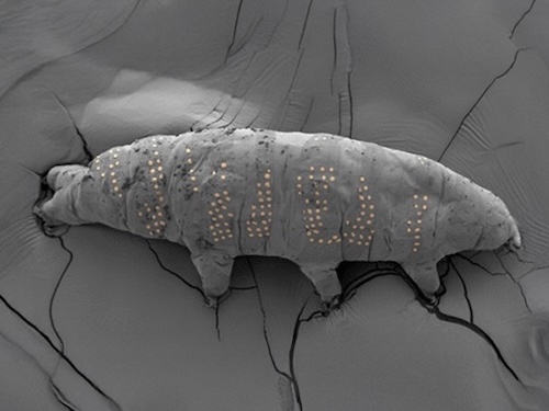 I nanoscopici tatuaggi sui tardigradi